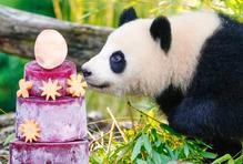 Germany Panda Bears