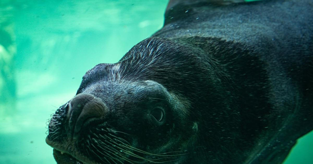 V liberecké zoo uhynul lachtan Hugo poté, co spolknul hlavu panenky