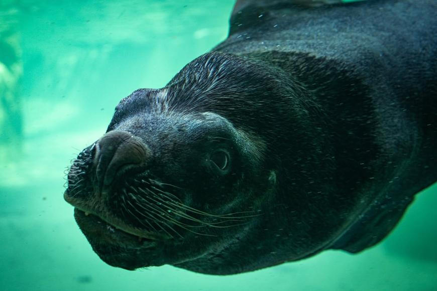 V liberecké zoo uhynul lachtan Hugo poté, co spolknul hlavu panenky