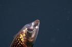 Ryba Winteria telescopa