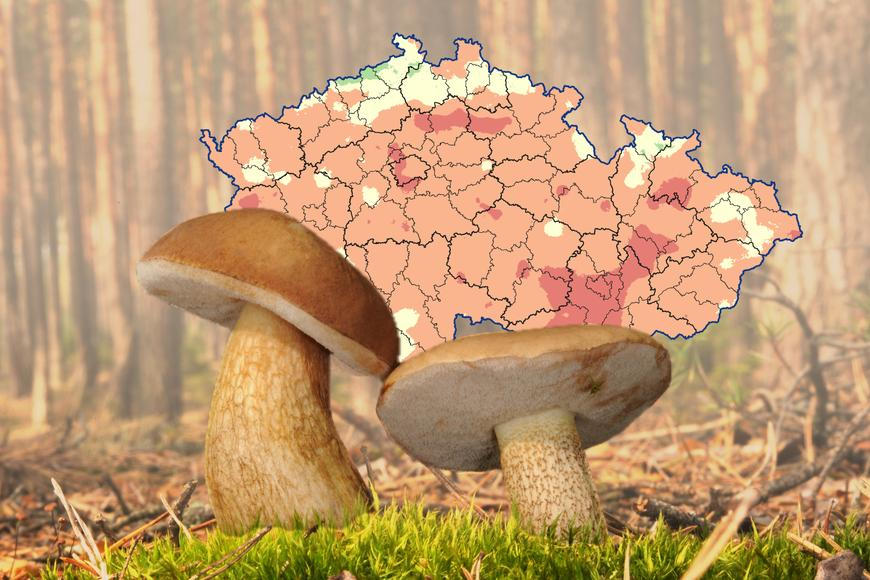 Kam na houby? Známe místa, kde po deštích začaly růst
