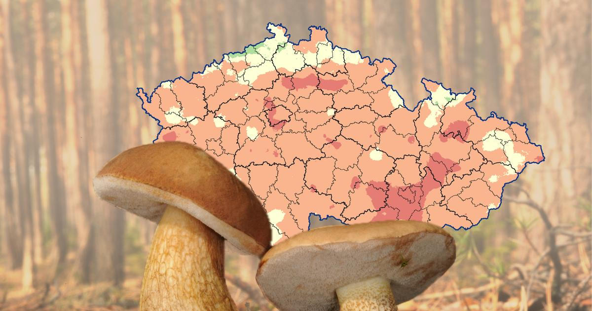 Kam na houby? Známe místa, kde po deštích začaly růst