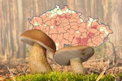 Tylopilus,Felleus,Fungus,,Commonly,Known,As,The,Bitter,Bolete,Or