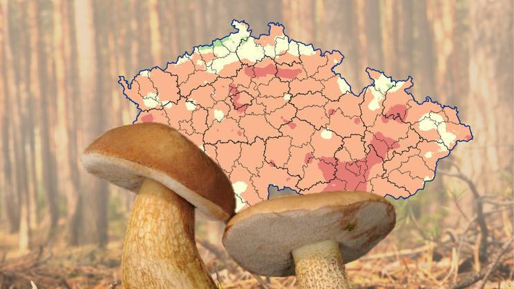 Tylopilus,Felleus,Fungus,,Commonly,Known,As,The,Bitter,Bolete,Or