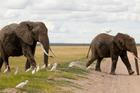 Sloni v národním parku Amboseli. Archivní foto.
