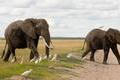 Sloni v národním parku Amboseli. Archivní foto.