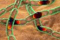 Když se mluví o tajícím permafrostu, obvykle se řeší metan, oxid uhličitý nebo změny arktické krajiny. Méně viditelnou součástí problému je ale svět mikroorganismů, který byl po tisíce let uzavřený ve zmrzlé půdě.