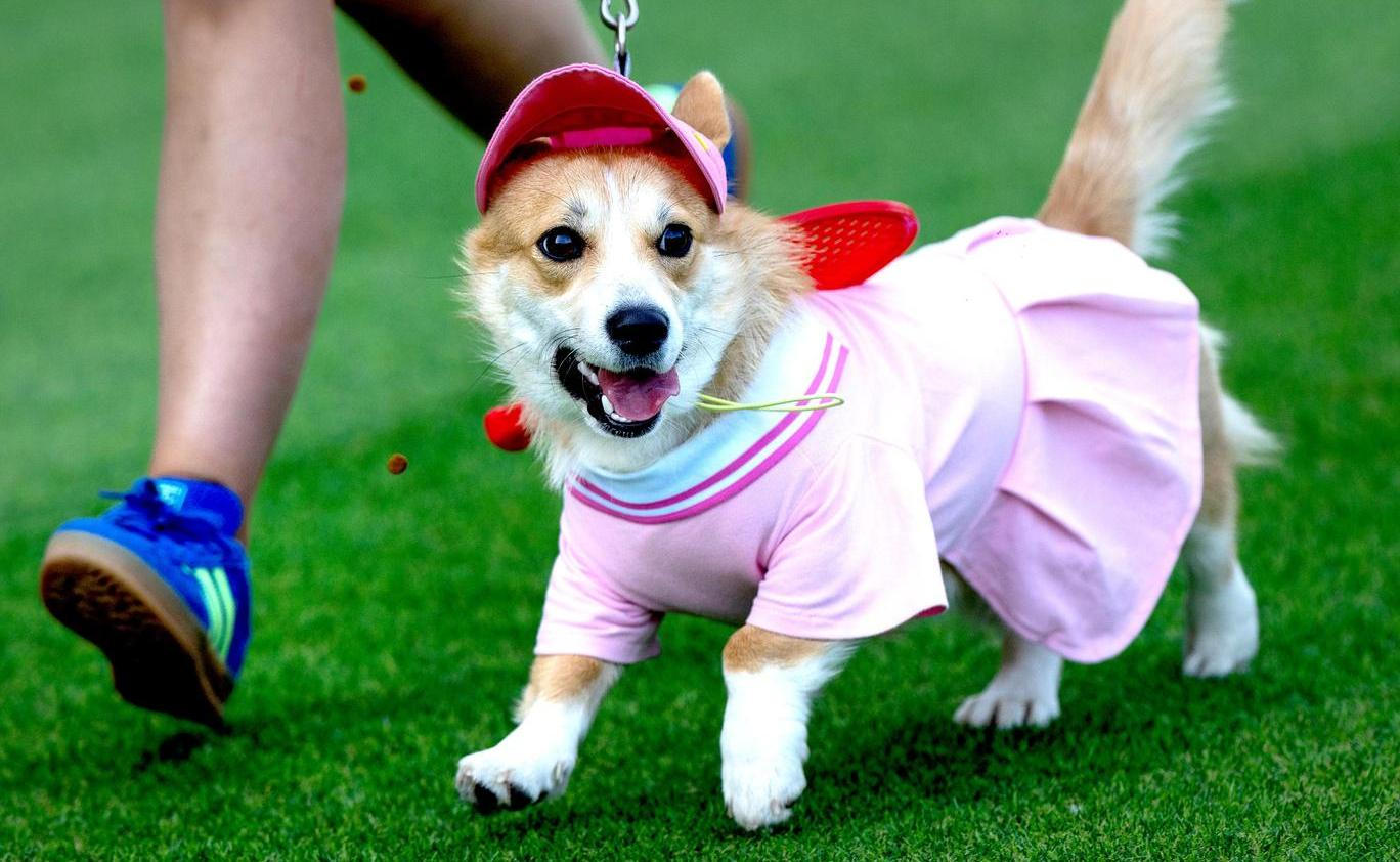 Lithuania Corgi Race