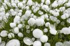 Close-up,Of,Hailstones,On,Grass,After,Thunderstorm