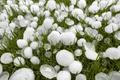 Close-up,Of,Hailstones,On,Grass,After,Thunderstorm