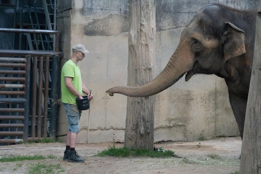 Liberecká zoo dělá tečku za chovem slonů, poslední slonice Bala míří do nového domova