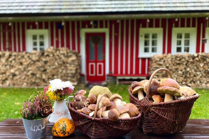 Svítící houby, lysohlávky i rekordní košík. Do Prahy míří největší houbařský festival v republice