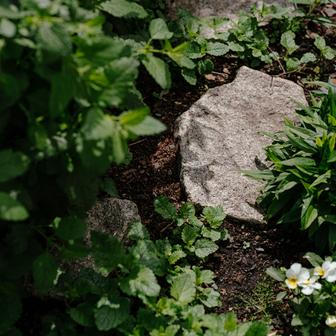 Kvetoucí rostliny nabízejí proměnlivou kulisu během celé zahradní sezony.
