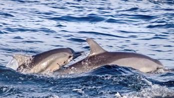 Two,Cute,Dolphins,Smimming,In,The,Blue,Ocean,Over,The