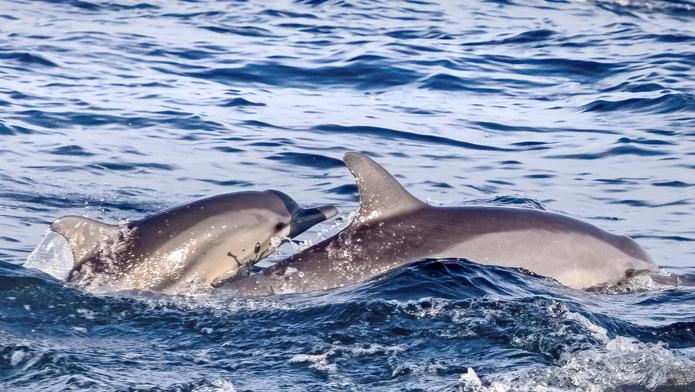 Two,Cute,Dolphins,Smimming,In,The,Blue,Ocean,Over,The
