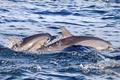 Two,Cute,Dolphins,Smimming,In,The,Blue,Ocean,Over,The
