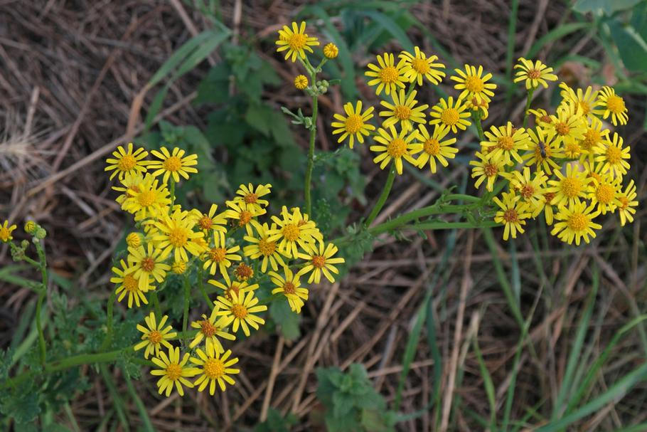 Starček přímětník (Senecio jacobaea) je rozšířená, žlutě kvetoucí, planě rostoucí rostlina. 