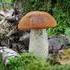 Houby