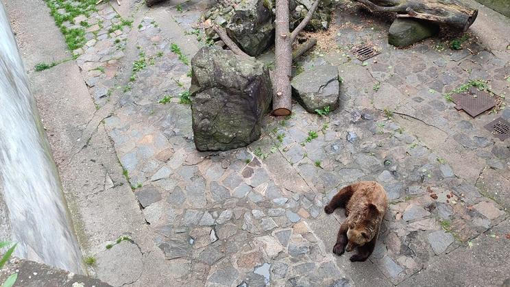 Národní památkový ústav, který je správcem státního hradu a zámku Český Krumlov a provozovatelem medvědária, už své stanovisko vyjádřil jasně. Chce postupně ukončit chov.