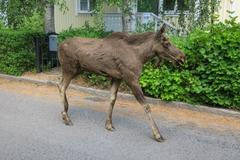 A,Young,Moose,Walking,Along,A,Residential,Street,In,Stockholm,