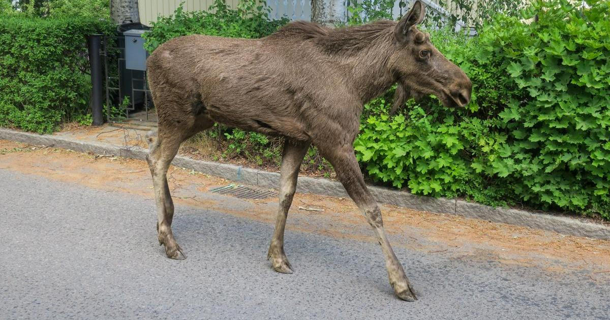 Varšavské nádraží navštívil zatoulaný los, železničáři ho pojmenovali Emil