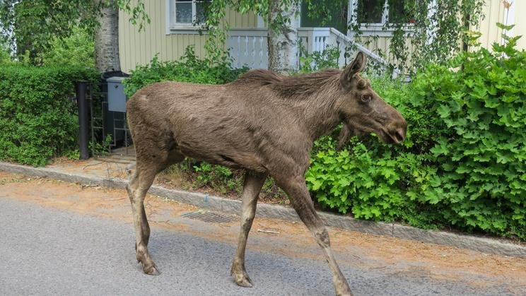 A,Young,Moose,Walking,Along,A,Residential,Street,In,Stockholm,