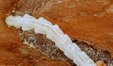  Larva polníka jasanového.