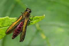 Emerald,Ash,Borer,-,Agrilus,Planipennis