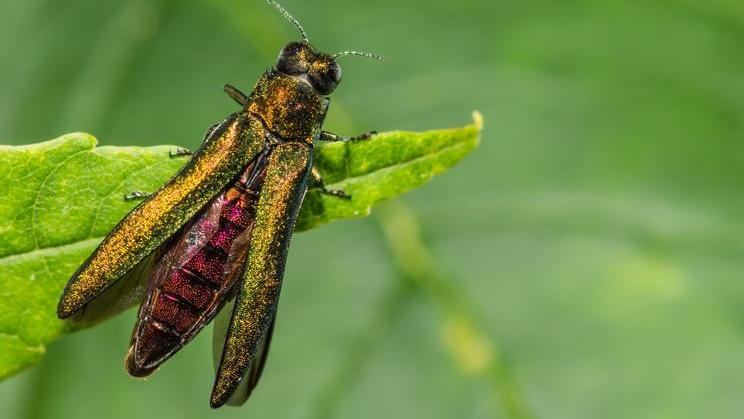 Emerald,Ash,Borer,-,Agrilus,Planipennis