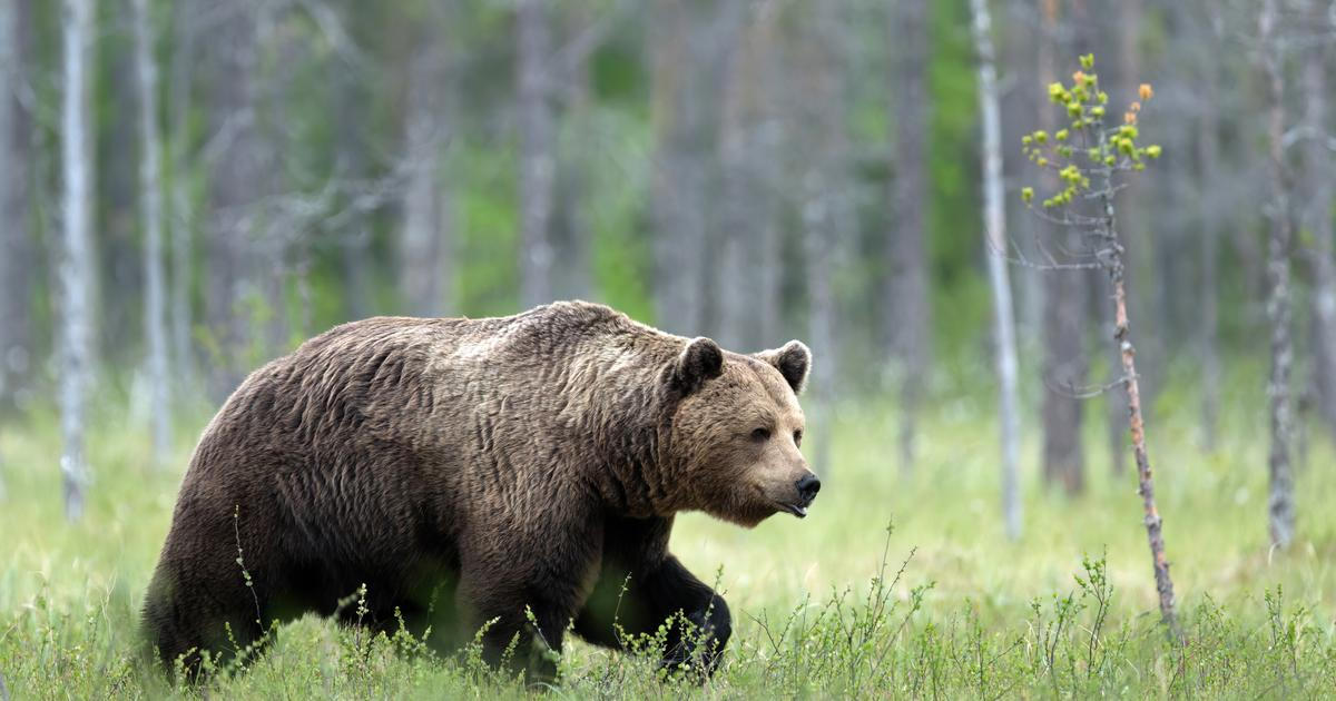 Běžel přes náves a škrábl ženu. Slovensko hlásí dva útoky medvědem krátce po sobě