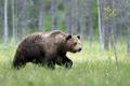 Wild,Brown,Bear,(,Ursus,Arctos,)