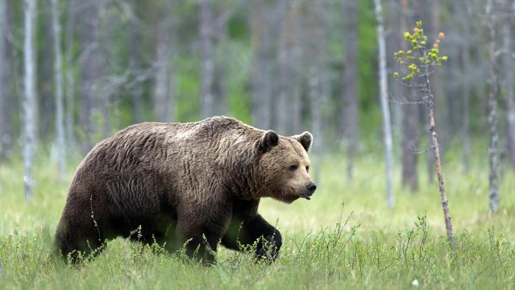Wild,Brown,Bear,(,Ursus,Arctos,)