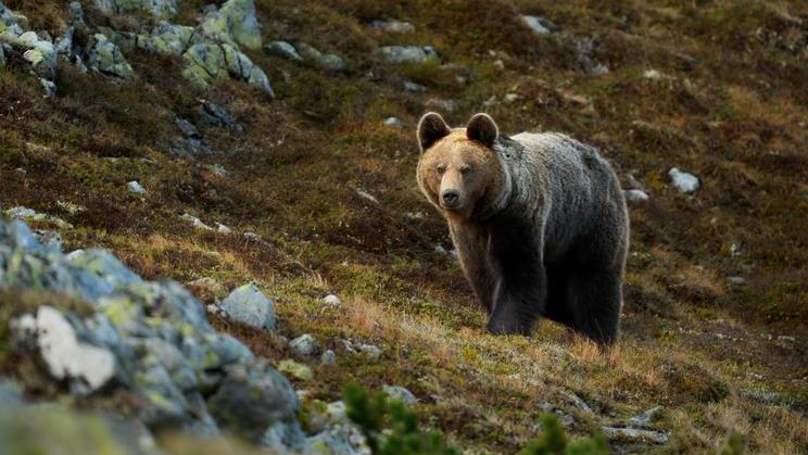 Brown,Bear,In,Wild,Nature.,Meeting,With,A,Bear,In