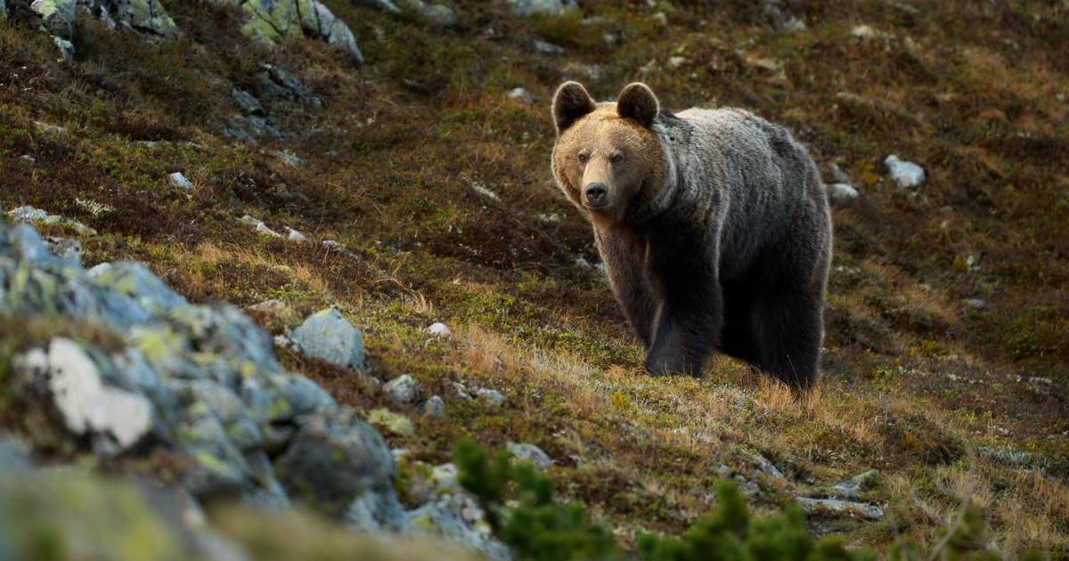 Slovensko selhává. Útoky medvědů nezmizí, konflikt ale můžeme omezit, varuje zoolog