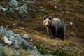 Brown,Bear,In,Wild,Nature.,Meeting,With,A,Bear,In