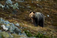 Brown,Bear,In,Wild,Nature.,Meeting,With,A,Bear,In