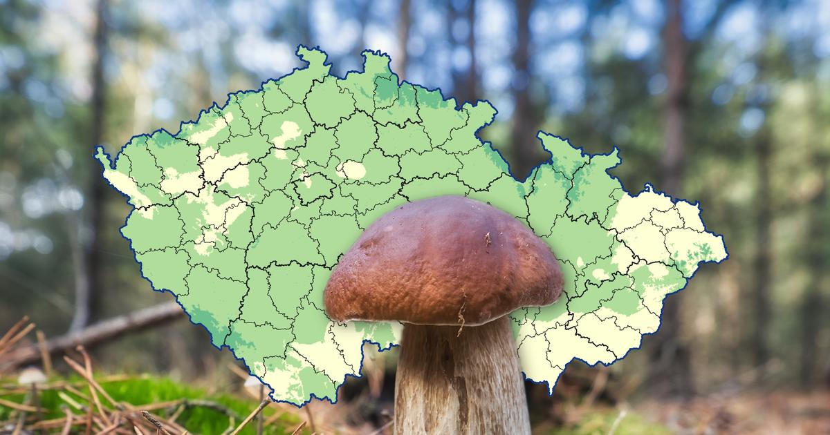 Mapa růstu hub: kde budou největší žně pro houbaře o víkendu