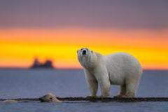 Selective focus shot of a polar bear at sunset