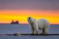 Selective focus shot of a polar bear at sunset