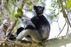 An indri sits in a tree in Madagascar's Maromizaha Forest