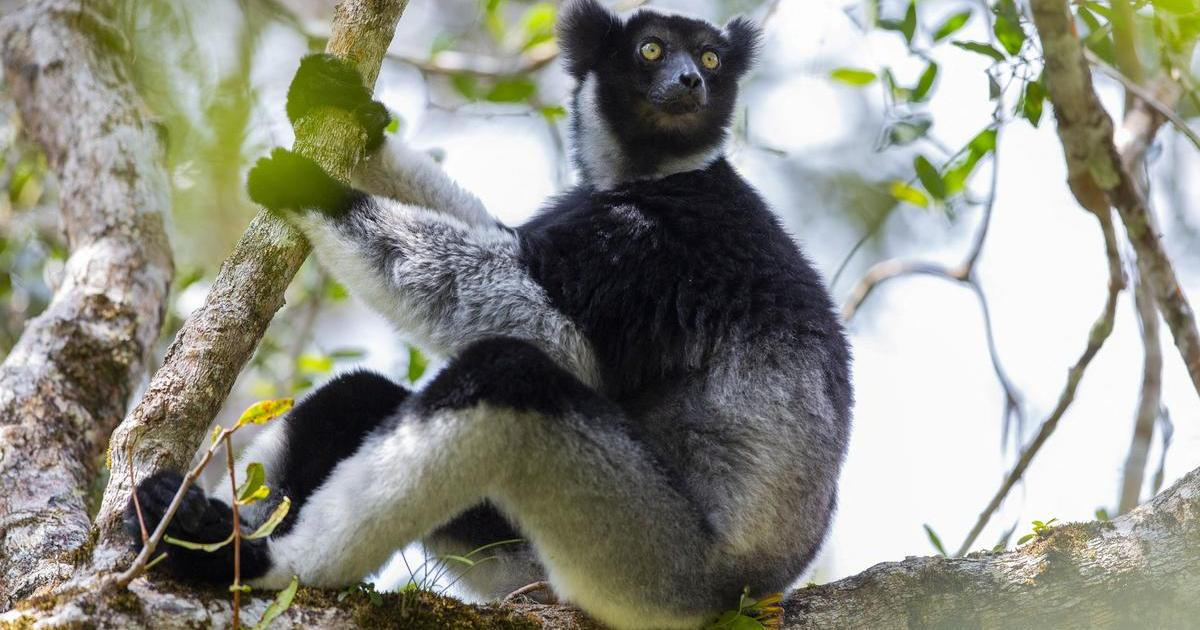 Záhada madagaskarských korun. Vědci zjistili, proč tito tvorové pějí jako z opery