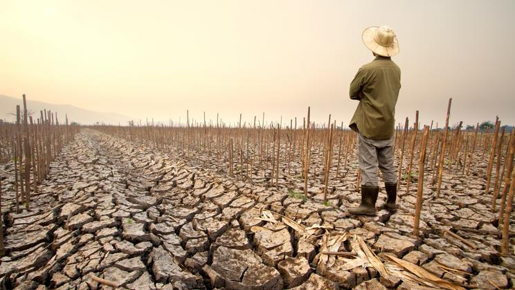 Drought,Crisis,Affecting,Agriculture,As,A,Farmer,Looks,At,Dead