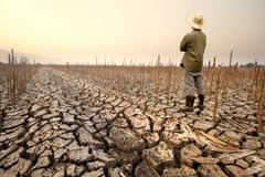 Drought,Crisis,Affecting,Agriculture,As,A,Farmer,Looks,At,Dead