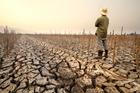Drought,Crisis,Affecting,Agriculture,As,A,Farmer,Looks,At,Dead