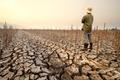 Drought,Crisis,Affecting,Agriculture,As,A,Farmer,Looks,At,Dead