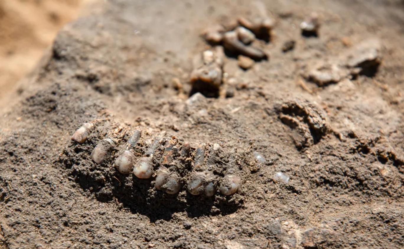 V hrobě u Vratislavi archeologové objevili 42 zvířecích zubů s provrtanými kořeny. Jejich uspořádání naznačuje, že původně tvořily náhrdelník.