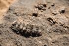 V hrobě u Vratislavi archeologové objevili 42 zvířecích zubů s provrtanými kořeny. Jejich uspořádání naznačuje, že původně tvořily náhrdelník.