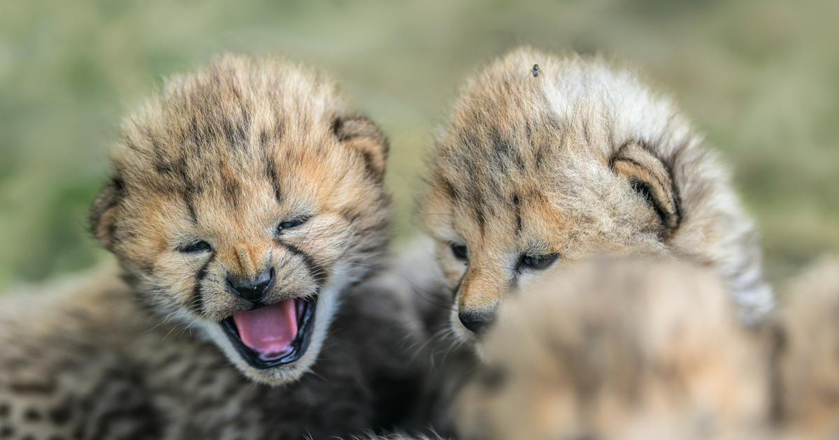 Zoo Praha představila pět zdravých gepardích mláďat, do výběhu vyrazí příští týden
