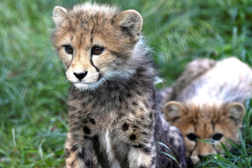 Zoo Praha představila pět zdravých gepardích mláďat, do výběhu vyrazí příští týden
