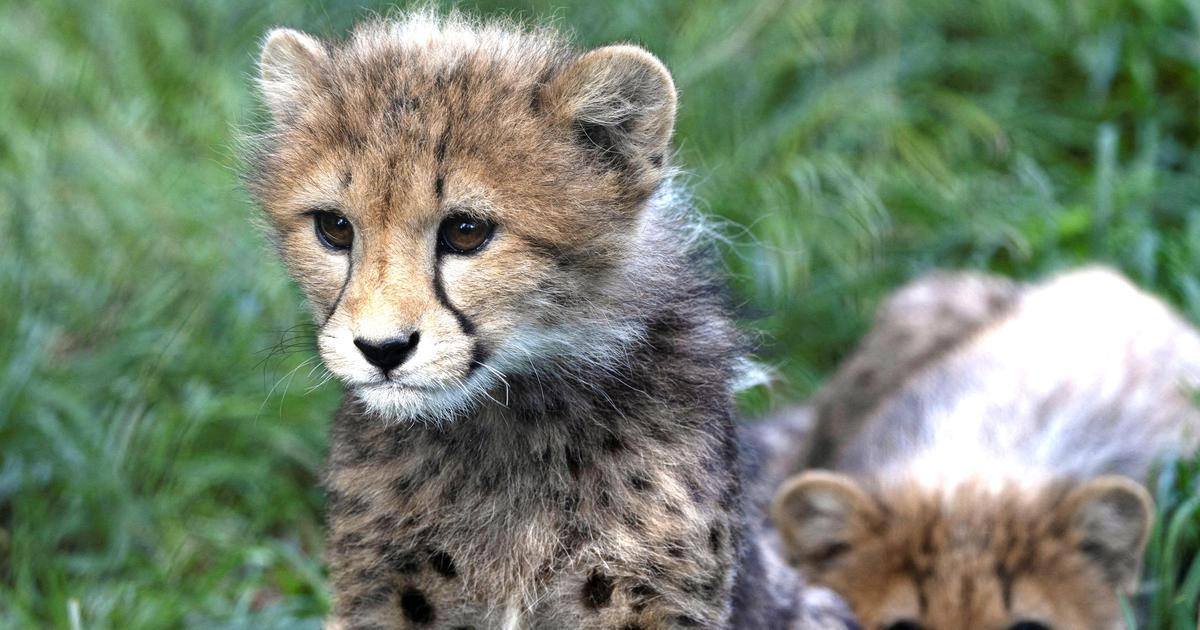 Zoo Praha představila pět zdravých gepardích mláďat, do výběhu vyrazí příští týden